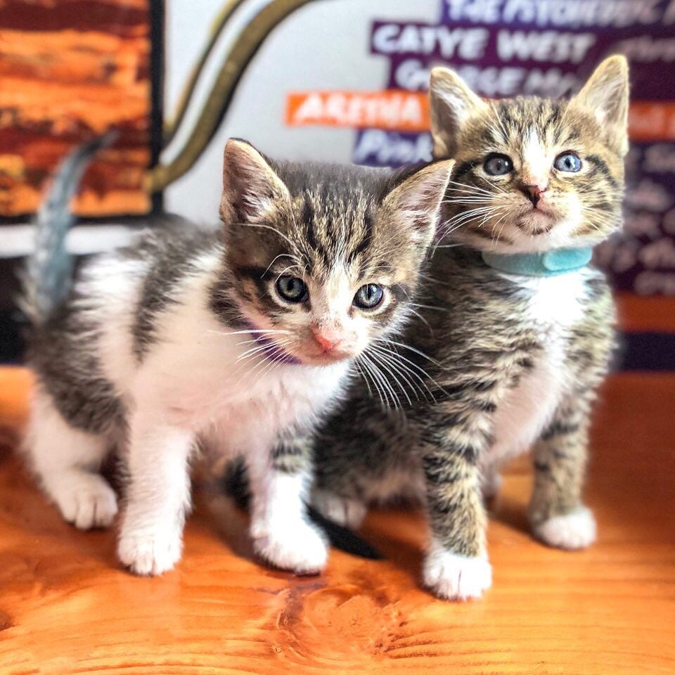 Kitty jaguar instagram